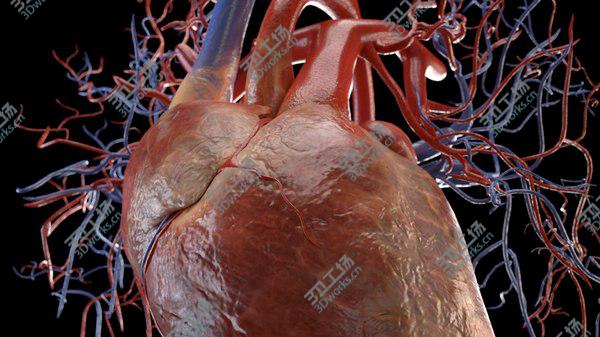 images/goods_img/20210312/3D Heart model/3.jpg
